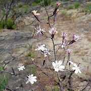 stephanomeria exigua ssp. deanei